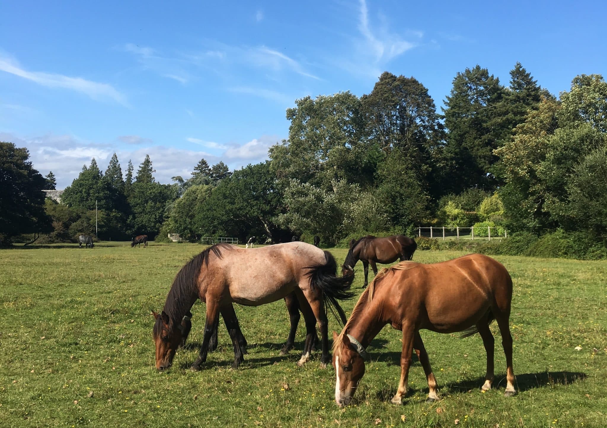 How to keep your horse happy and healthy in summer | Animalife