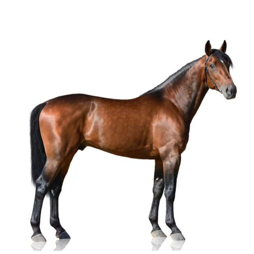 Thoroughbred Horse | Animalife