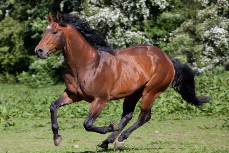 The Best Horse Breeds For Your Lifestyle | Animalife