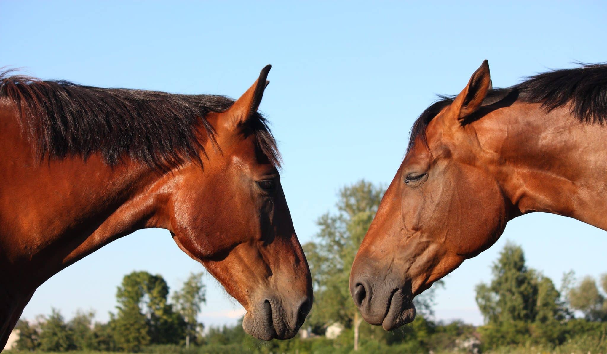 12 Tips to Keep Your Horse Stress Free | Animalife