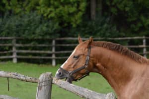 What is Crib Biting in Horses? Causes & Solutions | Animalife