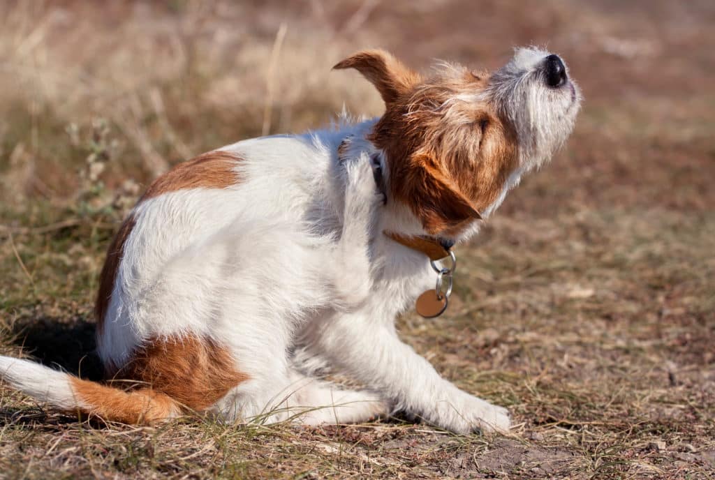 what causes dry skin in dogs
