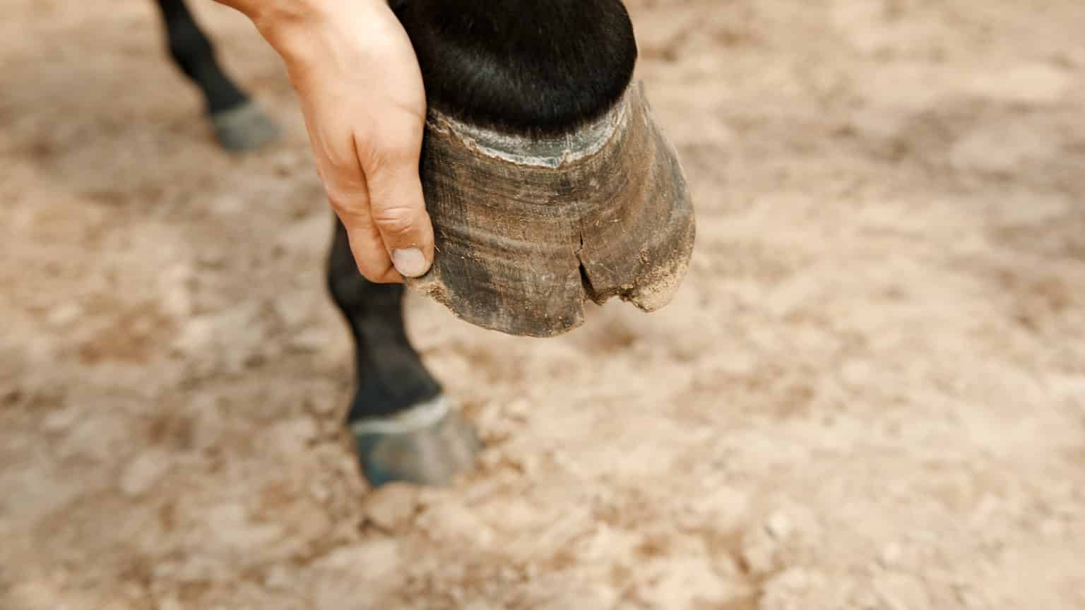 Cracked Hooves in Horses Causes & Prevention Animalife