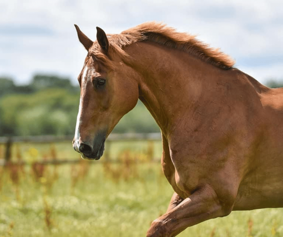 senior horses blog