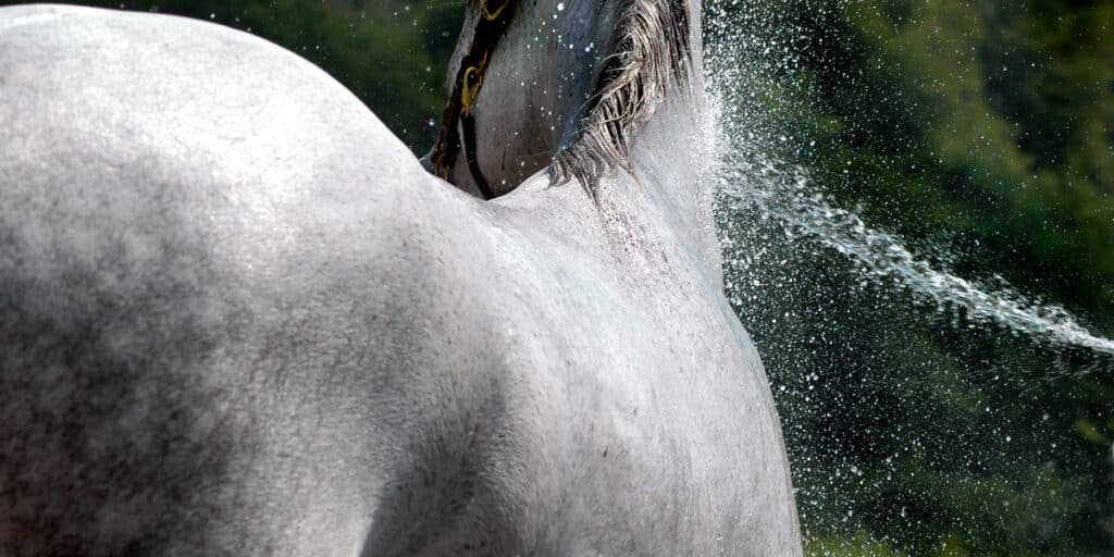 Animalife