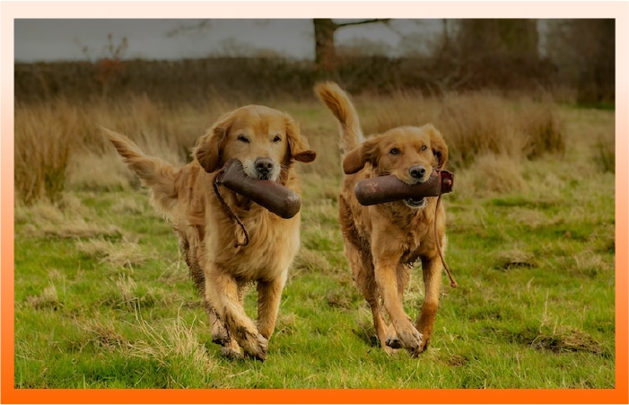 Canine Animalife Products
