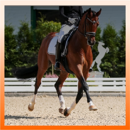 Horse and rider in riding gear trotting in a sandy arena with a white fence in the background.