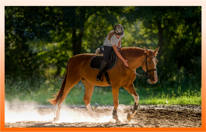 Equine Animalife Products