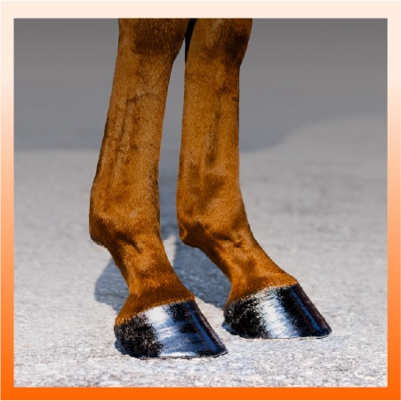 Hoofcare - Animalife